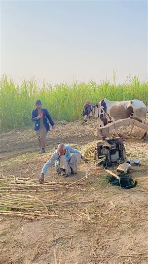 Old jaggery making machine operating with bulls system #viral