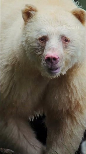 Witness the magic of the spirit bear in its natural habitat