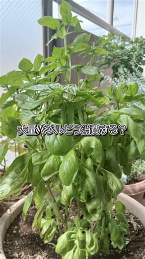 大量のバジル、こうしました🌿＃バジルソース #簡単レシピ ＃バジル