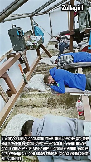 허리 통증을 줄여주는 농업용 엎드림 작업대 작동 방식 #worker #process #agriculture #farming #greenhouse