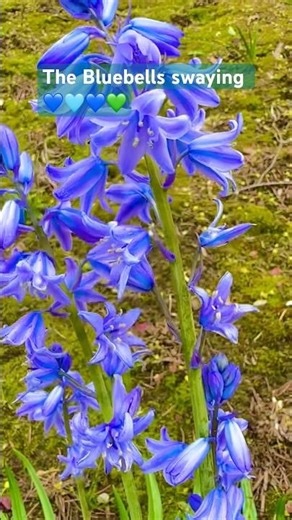 💙✨bluebellFlowers #Flowers #beautifulflowers #bluebellflowers #youtubeshorts