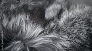 Silver fox Fur background. Gray with black real Fur clothes texture closeup. Soft and fluffy grey silver fox macro shot. Fluffy Texture surface. Backdrop.