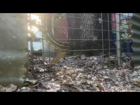 Morelia spilota 'carpet snake' or 'python', glistening