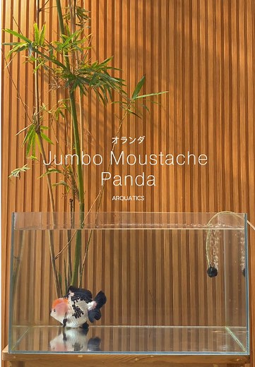 Jumbo Panda Goldfish: Adorable Aquarium Companions