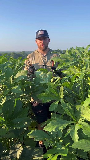 12K views · 479 reactions | Growing Okra in Your Garden: A Fun and Highly Productive Crop! #okraforest #smallscalefarming #homegarden #organicfood #garden #freshvegetables #gardening #vegetablegardening #gardendesign #marketgarden #marketgardening #okraplant #okra #growingokra #gardenlife #organicfood #regenerativeagriculture #regenerativefarming | Tanner Farmstead | Facebook
