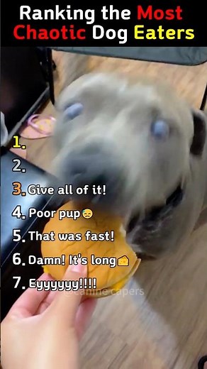 Funniest Dog Eating Moments🦴🐶🤣