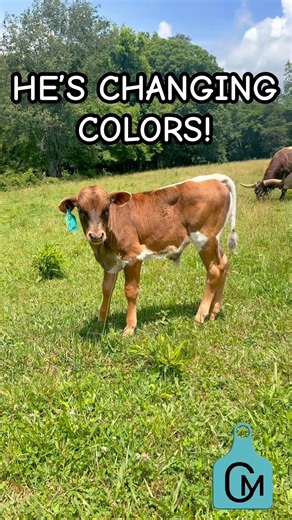 This Bull Calf Is Changing Colors! 🐂