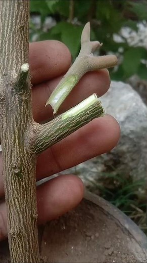 Grow Your OWN Fruit Trees at Home with EASY Grafting Methods!