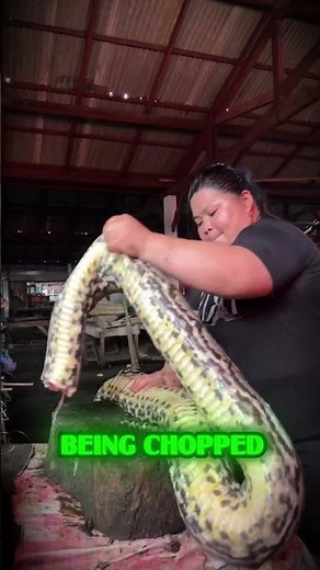 Python Meat Sold by the Kilo!