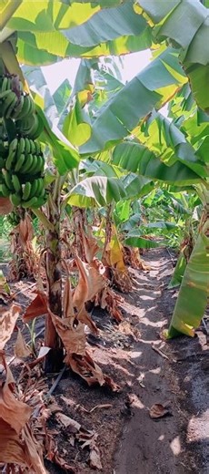 Banana plantation