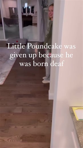 Just crying over here at dog videos as I do….😭💕 | Reach Out Recovery