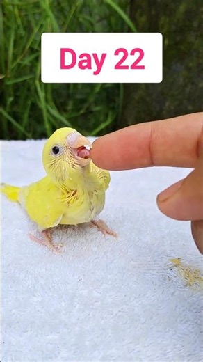 Budgie Growth - Baby Animals 1 To 30 Days