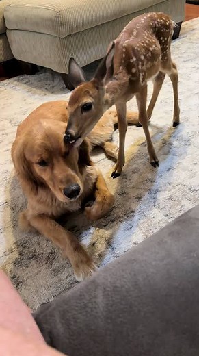 Vegan Friendly U.S. on Instagram: "How can anyone call it a sport to take the life of an innocent being just trying to exist? 🦌💔 Compassion means respecting all life — not just the ones we find convenient. Animals are not ours to use, harm, or exploit. Let’s choose kindness every single time. 🌱✨ Clip from @brownhikingtrails #veganfriendly #vegansofig #vegancontent #veganfortheanimals #vegancommunity #veganism #bekindtoanimals #govegan #vegannews"