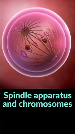 Spindle fibers attached to chromosomes 3D animation