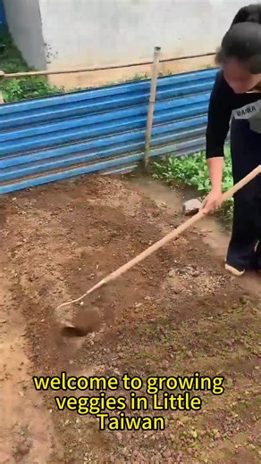 How to Grow Cabbage at Home#agriculture #plantting #planttips #vegetables #Cabbage