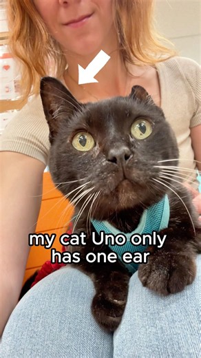 Proof that I will literally do anything to make my cat happy ❤️ #funny #vlog #catperson #funnycat