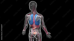 3d animation of the transparent glass figure of a rotating human body. Showing the interior and internal organs of the anatomy.