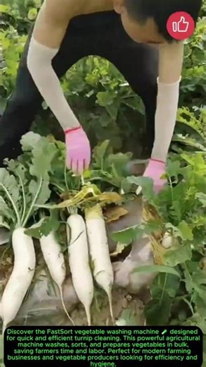 FastSort Vegetable Washing Machine 🥬 | Turnip Cleaning & Sorting