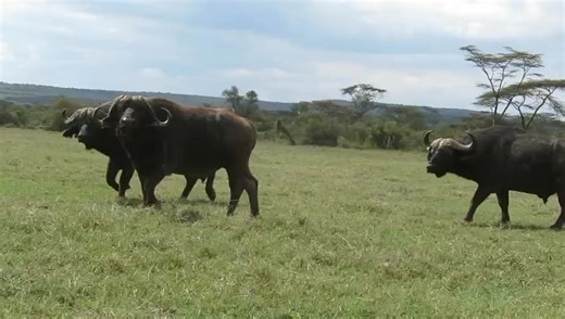 Pure strength in motion. 🐃 An African buffalo owning the wild at Lake Nakuru National Park. #LakeNakuru #AfricanBuffalo #BigFiveKenya #KenyaSafaris #WildKenya #SafariReel | Olanka Safaris