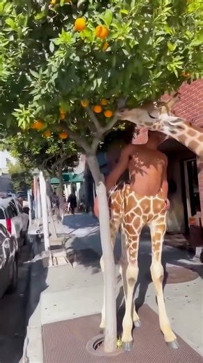 H & M Studios on Instagram: "Giraffe–Human Hybrids on a City Street Walking down the sidewalk when I noticed two hybrids standing by an orange tree. One had a giraffe body with a human torso. The other was a human body with a giraffe head. They were just calmly eating oranges while the city moved around them like nothing was happening. I made this as an AI video to recreate that feeling of stumbling into something impossible in the middle of a normal day — no buildup, no explanation. #CaughtOnCa