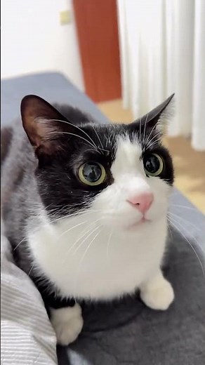 Fierce Tuxedo Cat Moments That Will Make You Laugh & Panic 😼 | Viral Cat Daily Compilation #cat