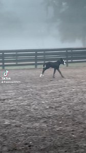 262K views · 10K reactions | Our new little colt is loving his first trip outside! He's got some legs on him! Name still in the works... this stunning colt is a full brother to 56x Supreme Champion GG Kiss Me Kate! | Gypsy Gold Horse Farm | Facebook