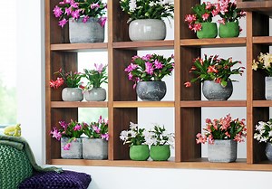 Cactus de noel : bien entretenir la plante grasse star de l’hiver - Elle Décoration