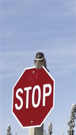 Rare Northern Hawk Owl Moment!🦉🌲