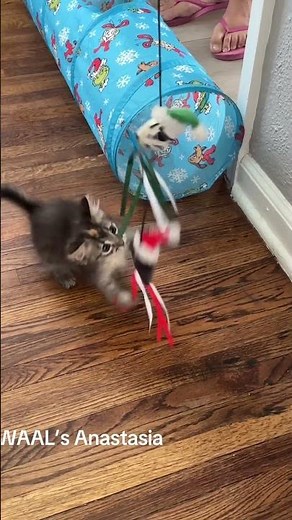 Anastasia, a WAAL 2 month old female Domestic Shorthair