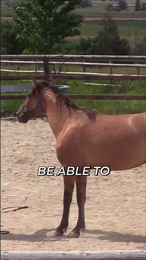 Horse Training: Master Touching & Lifting Feet First! #shorts