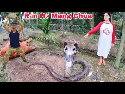 Cuộc Gọi Khẩn Cấp Của Cô Gái Trẻ Phát Hiện 4 Con Rắn Hổ Mang Chúa Làm Tổ Trong Vườn