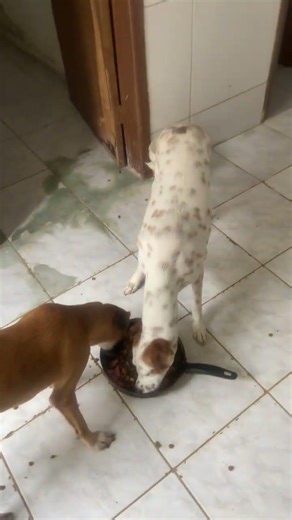 #pets #humor #modapet #cachorro #petsfofinhos #puppy #fofurinhasdali