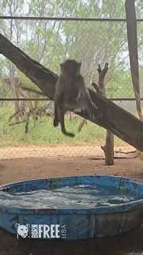 Rescued Baby Baboons Jumping and Playing in a Pool at the Born Free Primate Sanctuary #shorts