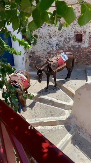 Donkey vs Horse🐴|Which One Is Smarter? #little #donkey #documentary #horseriding #documentarychannel