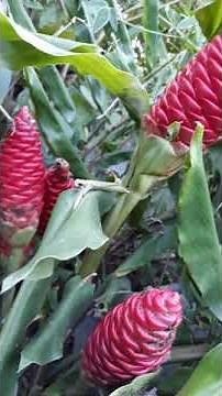Ginger shampoo (Zingiber zerumbet) is a perennial plant