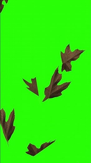 Falling Blowing Leaves ~ 4 Green Screen FX