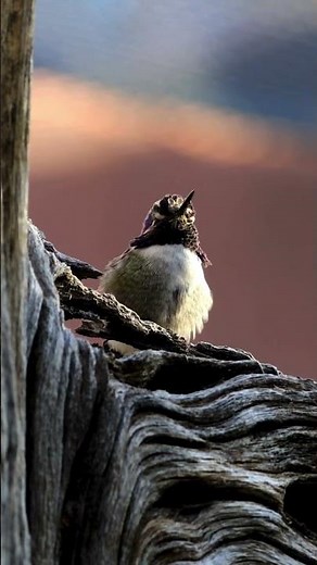 Black-Chinned Hummingbird: A Tiny Marvel of Nature