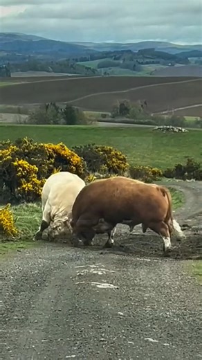 Two Giant Wild Cows Started Fighting 😱 O que aconteceu na selva? #shorts