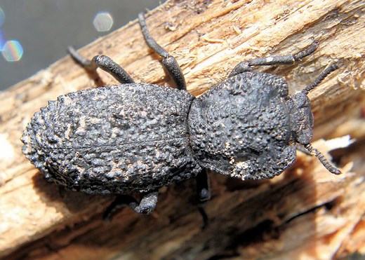 Hellburnt Diabolical Ironclad Beetle - Bugs In Cyberspace