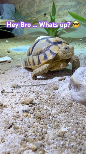 Meeting at enclosure 🤪🐢🫶 #shortsfeed #shortvideo #shortsvideo #shorts #short #cute