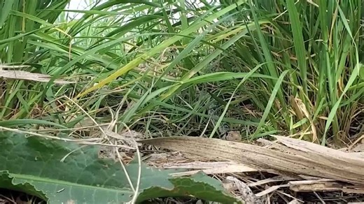 Gopher Snake Spotted Slithering Through Southeast Washington Grassland