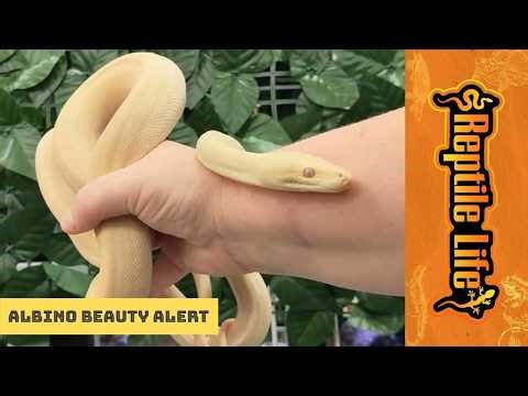 Stunning Albino Olive Python | Reptile Life Ferntree Gully