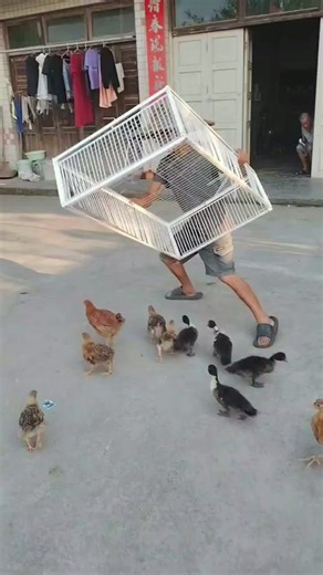 🐔 How Many Chickens Can Fit in This Cage? 😲 #chicken #cage