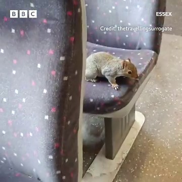 4.3K views · 32 reactions | Squirrel puns please. ⬇️ https://bbc.in/40hi2S2 Click the link to listen to the full interview about where in Essex this squirrel was on a train from 7:30am tomorrow. | BBC Essex | Facebook