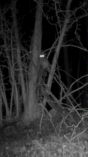 The Owl sound “twit twoo” is a duet, a female Tawny “twits” and the male “twoos” #owl #birds #facts