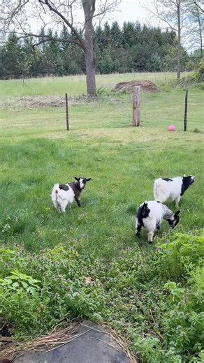 #goats #midwestgirl #wisconsinfarm #rurallife