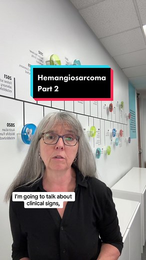 Learn what dog breeds are at higher risk for developing hemangiosarcoma, signs to look for as a pet owner, treatment options and prognosis in part two of this video series. Learn more on our website at https://maf.link/hsa. #hemangiosarcoma #dogcancer #caninecancer #dogcancersucks