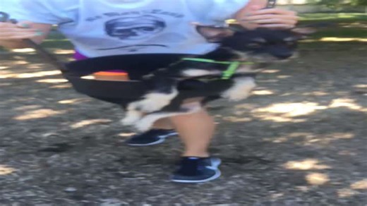 Swing Time! Woman Pushes Dog Like a Kid Again