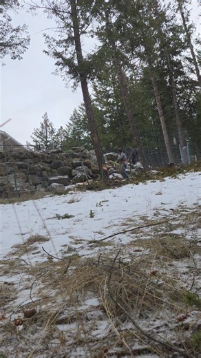 Here's a removal we did this week, left over from the storm, As always if you need any tree removal, pruning, or storm clean up, give us a call 406 249 5897 #treeclimbing #treeservice #treeworker #treeclimber #trees #treecare #arborist #logging #arboriculture | Dedicated Tree Works LLC