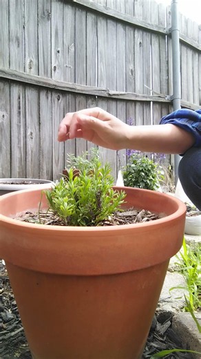 30 Days After Hard Pruning Lavender 🌿 #zone8b #gardening #texasgardening #cottagegardenstyle